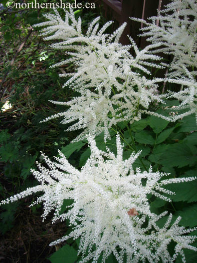 aruncus-dioicus-flowers-in-june - imi doresc pt 2014-2016