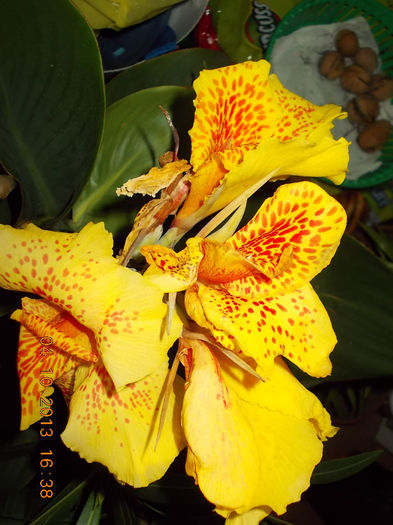 11 octombrie 2013-flori 054