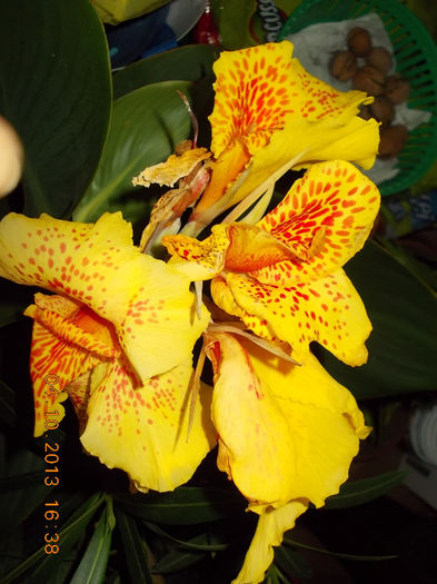 11 octombrie 2013-flori 056