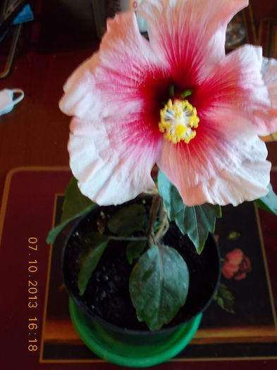 11 octombrie 2013-flori 100