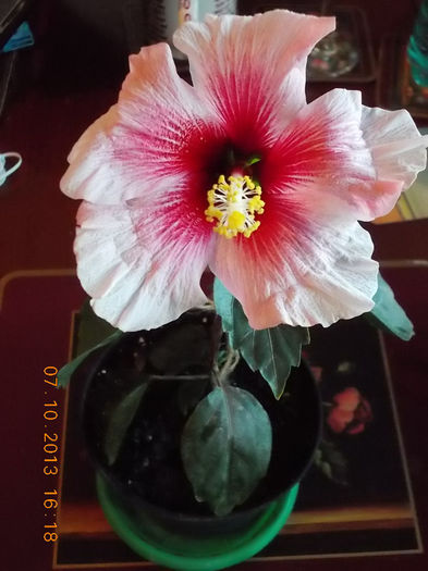 11 octombrie 2013-flori 102