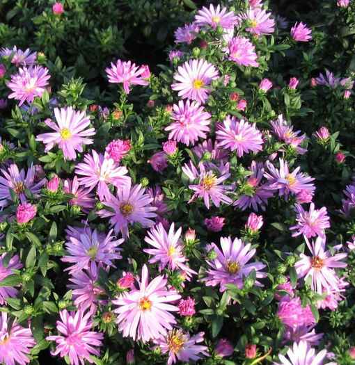 aster-rosenwichtel-1389-p - imi doresc pt 2014-2016