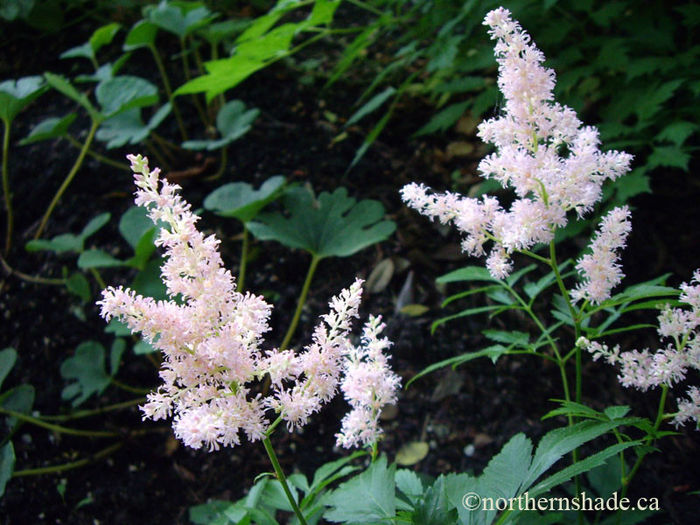 Astilbe-Europa-pink-fluffy-flowers-2 - imi doresc pt 2014-2016