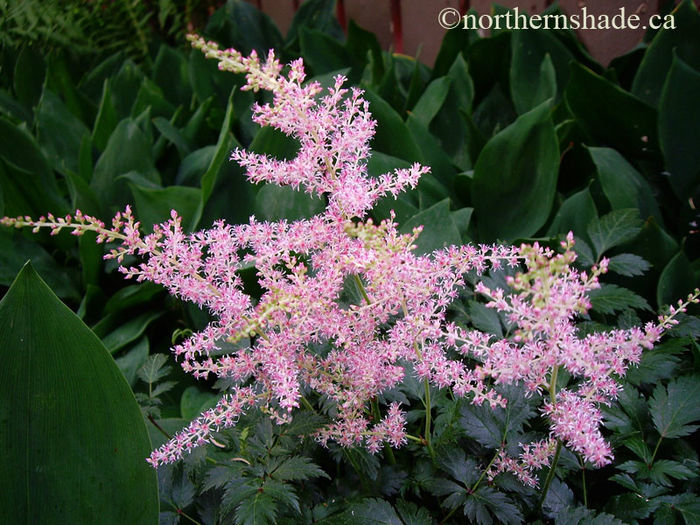 Astilbe-simplicifolia-Hennie-Graafland-closeup - imi doresc pt 2014-2016