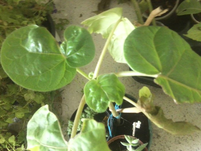 Fotografie8295 - talmes-balmes 2013