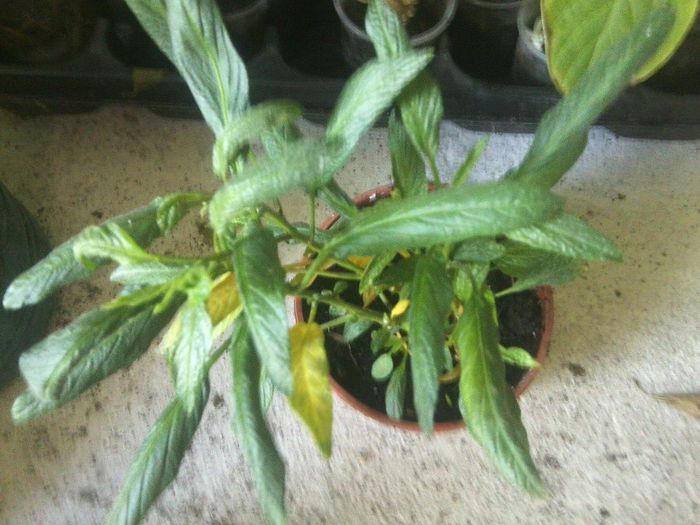 pepino gold - talmes-balmes 2013