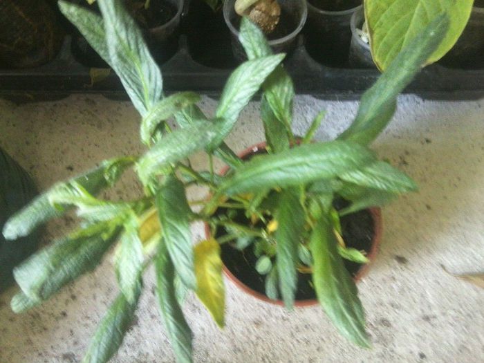 Fotografie8297 - talmes-balmes 2013