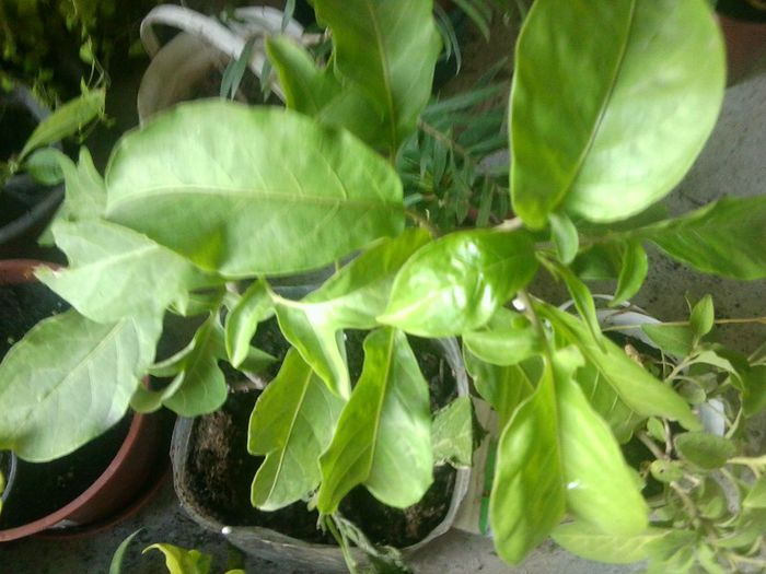 solanum dulcamara - talmes-balmes 2013