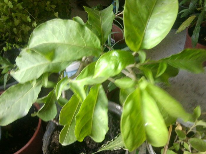 Fotografie8299 - talmes-balmes 2013