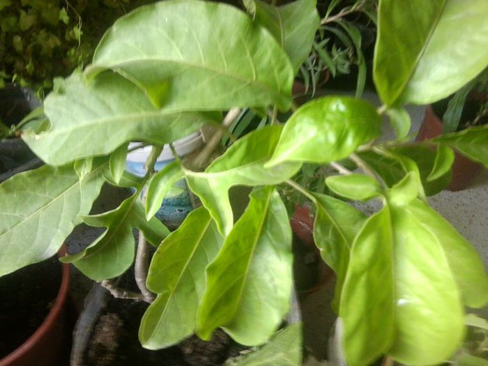 Fotografie8300 - talmes-balmes 2013