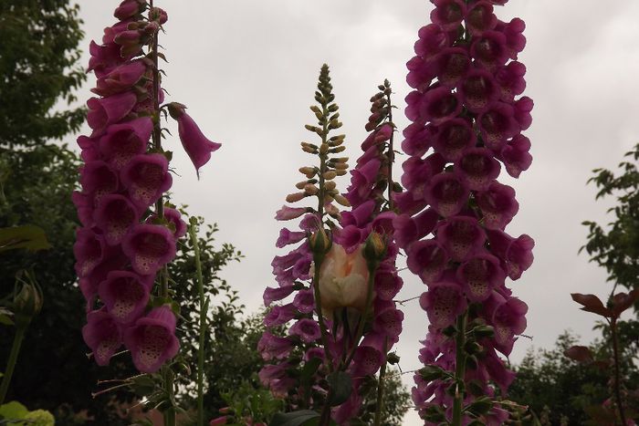 DSCF1273 - Digitalis purpurea