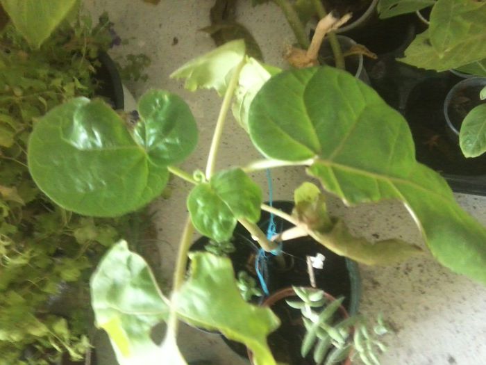 cyphomandra betacea - solanaceae