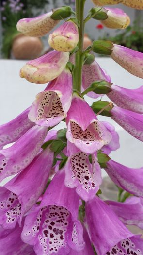 20130607_192608 - Digitalis purpurea