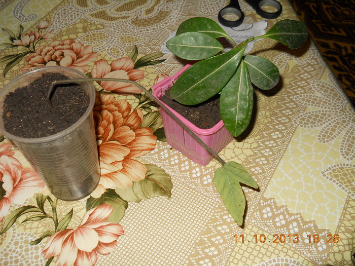 multumesc scumpa doamna - OCTOMBRIE 2013