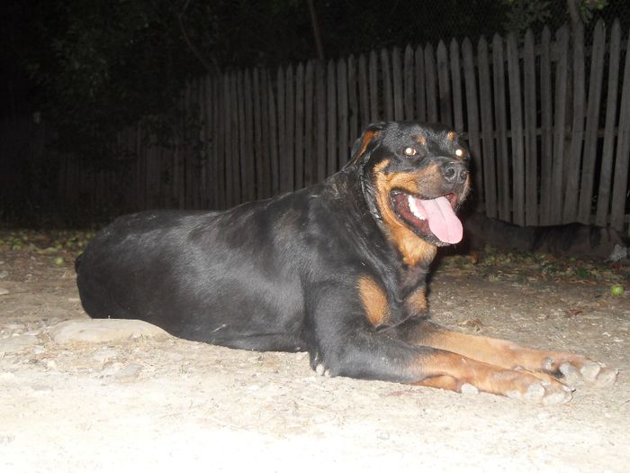 TASHA - CATEI ROTTWEILER DE VANZARE  NOIEMBRIE 2013 vanduti