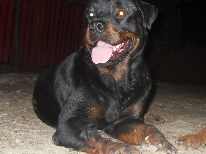 ROKY - CATEI ROTTWEILER DE VANZARE  NOIEMBRIE 2013 vanduti