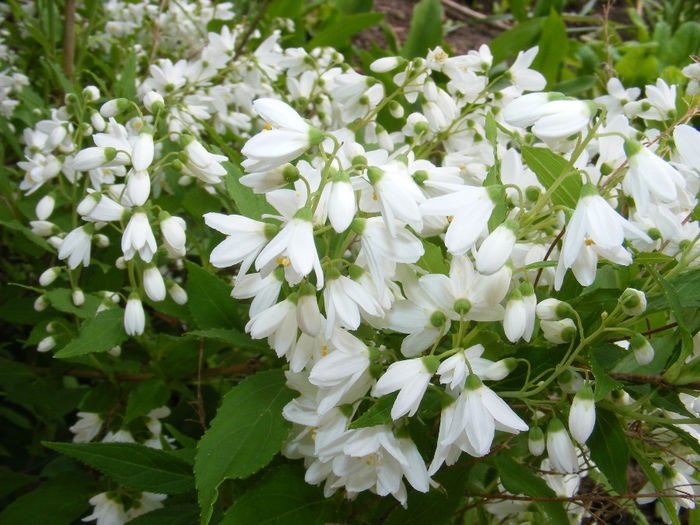 DSCF0081 - Deutzia