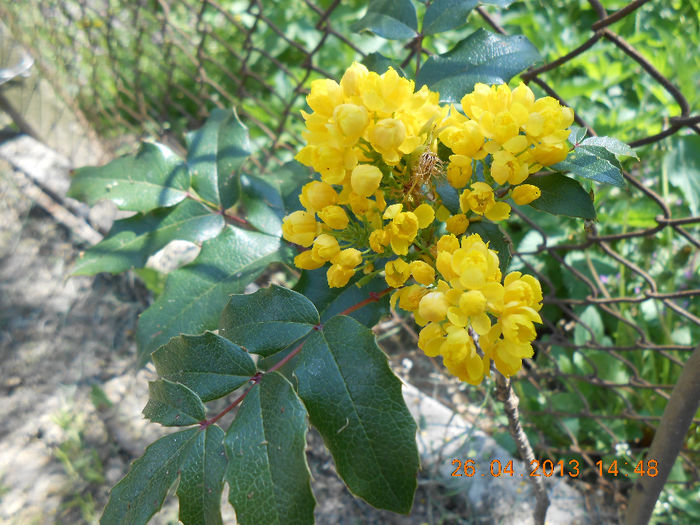 DSCN1056 - Mahonia aquifolium