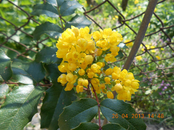 DSCN1057 - Mahonia aquifolium