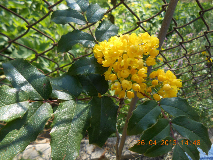 DSCN1059 - Mahonia aquifolium