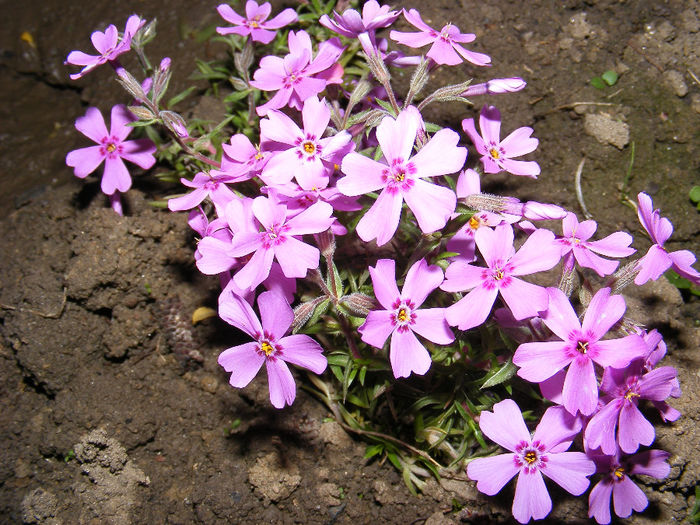 DSCF0005 - Phlox subulata