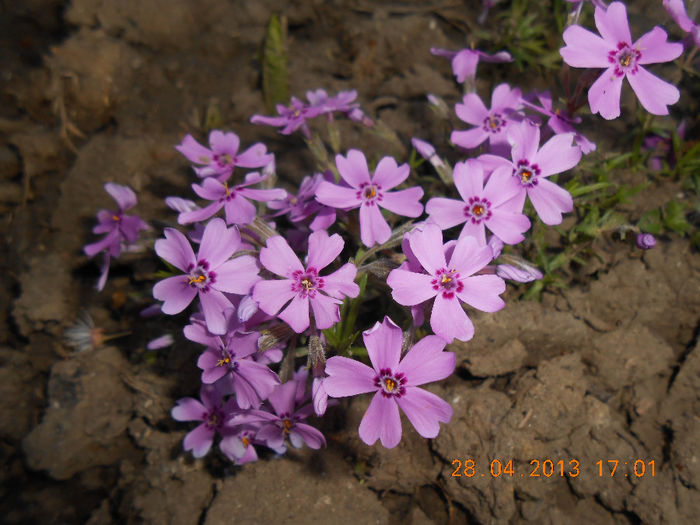 DSCN1261 - Phlox subulata