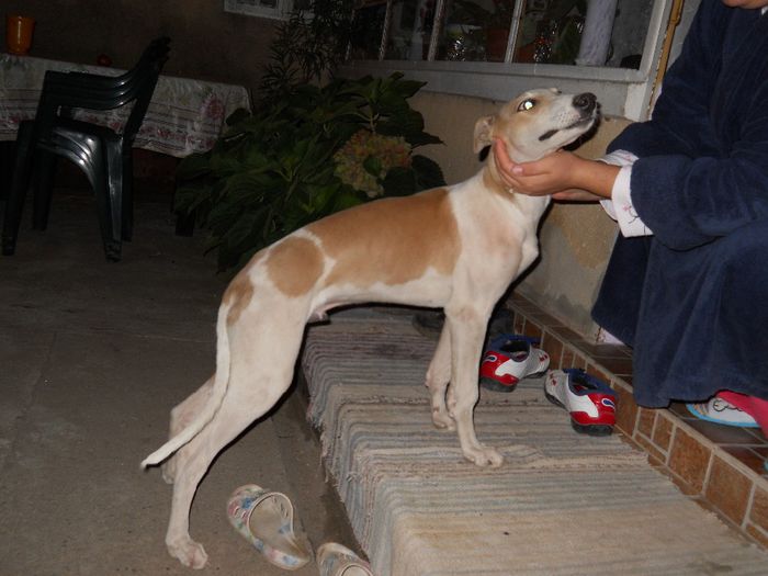 13.10.11 - 002 - ogari greyhound