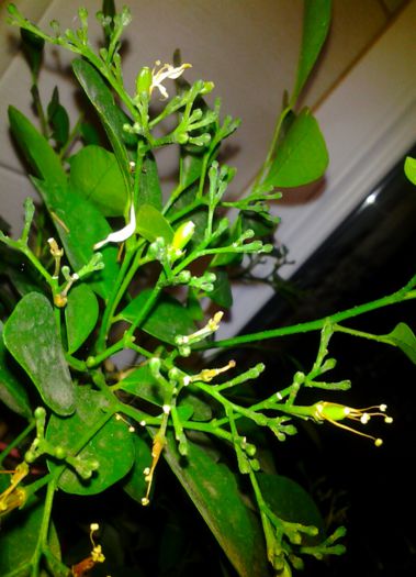 boboci si urmatoarele fructe - 11octombrie