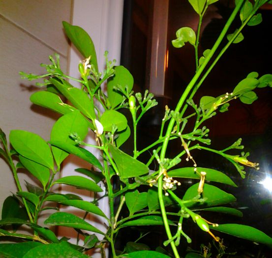 urmeaza sa inflorim - 11octombrie