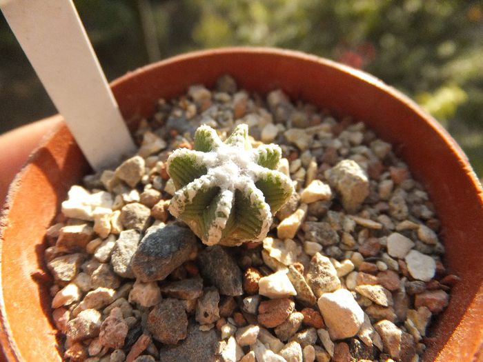 Aztekium hintonii - Cactusi