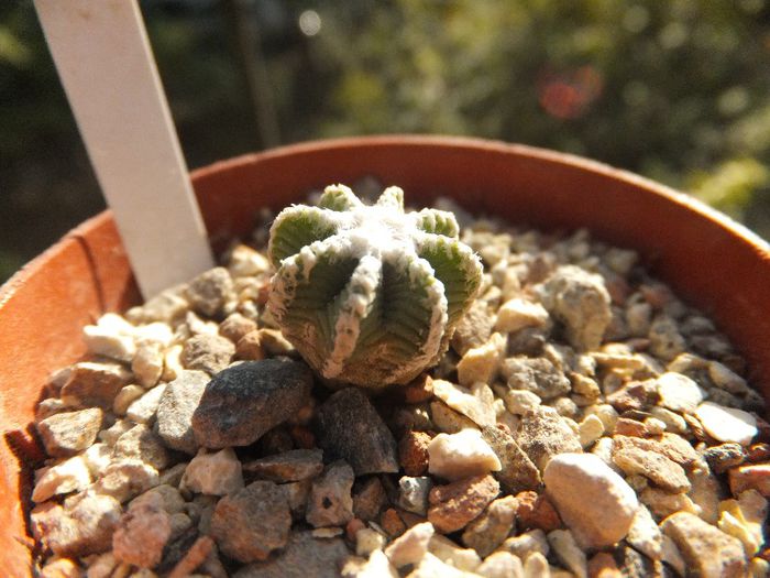 Aztekium hintonii - Cactusi