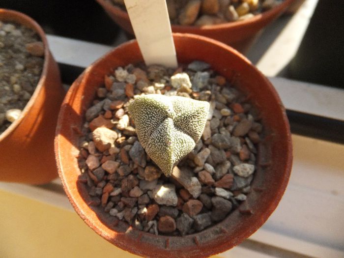 Astrophytum myriostigma v. tricostatum - Cactusi