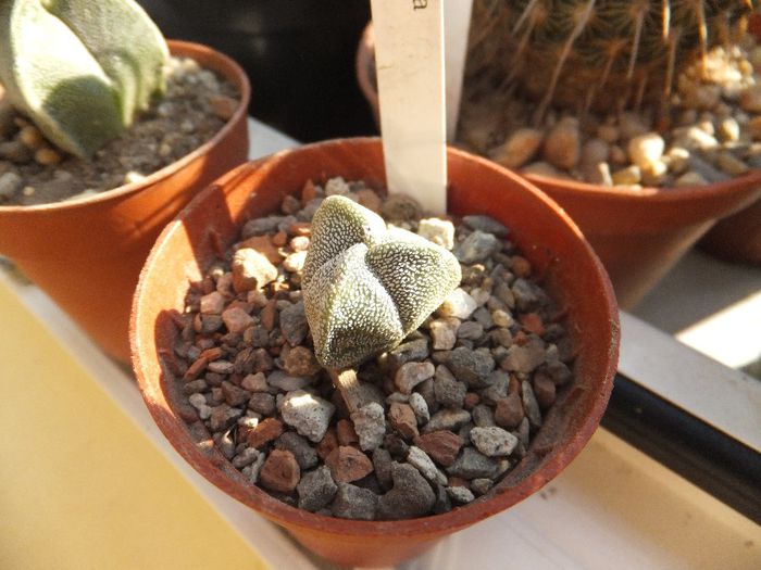 Astrophytum myriostigma v. tricostatum - Cactusi