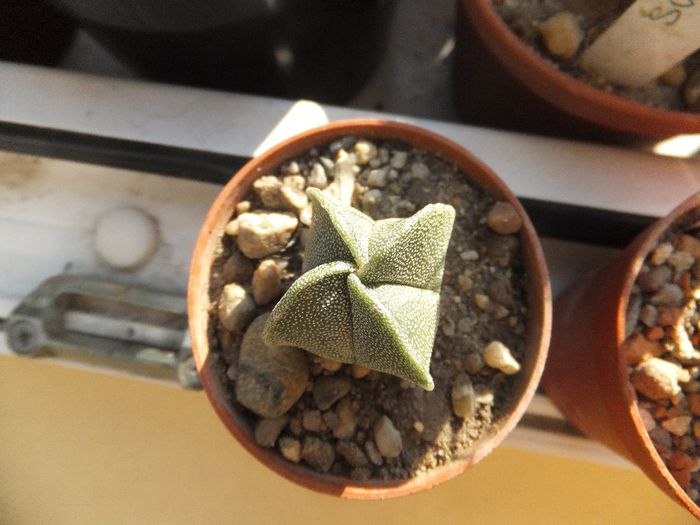 Astrophytum myriostigma v quadricostatum