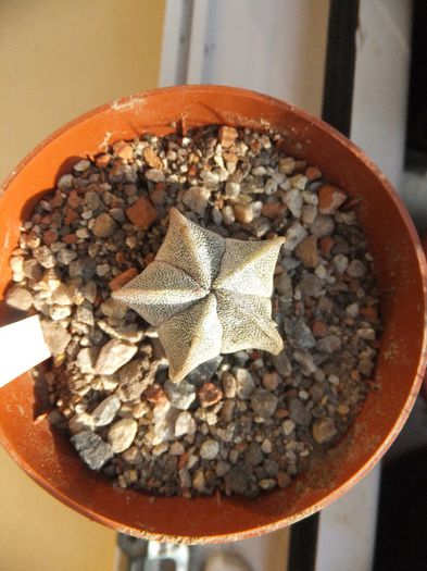 Astrophytum myriostigma v. strongylogonum