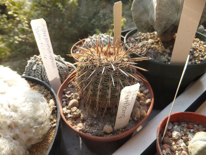 Notocactus rutilans - Cactusi