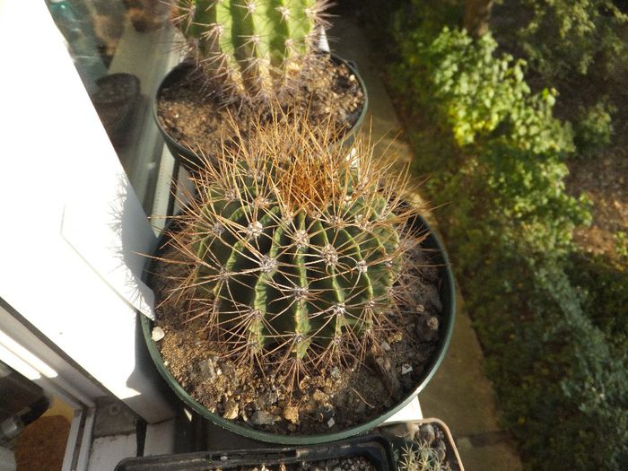 Acanthocalycium violaceum - Cactusi