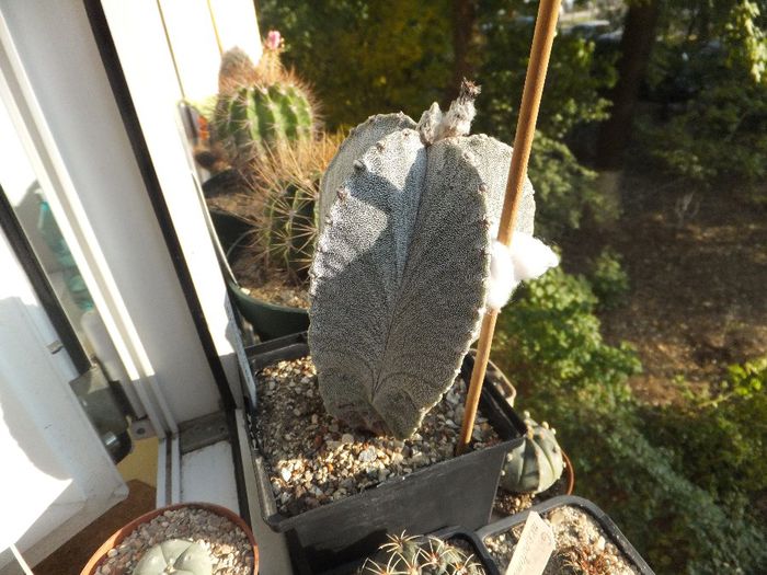 Astrophytum myriostigma v. columnare - Cactusi