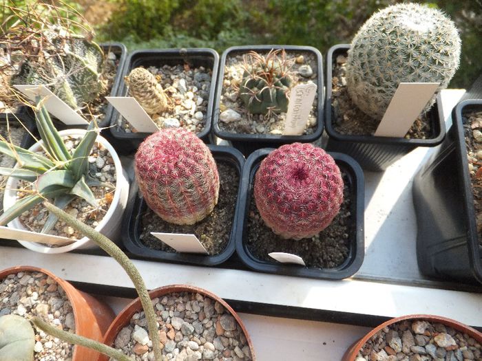 Echinocereus rigidissimus v. rubispinus - Cactusi