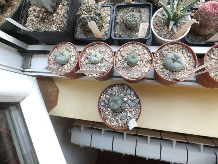 Lophopora grup - Cactusi