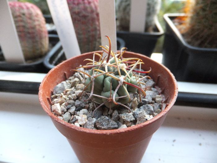 Glandulicactus mathssoni