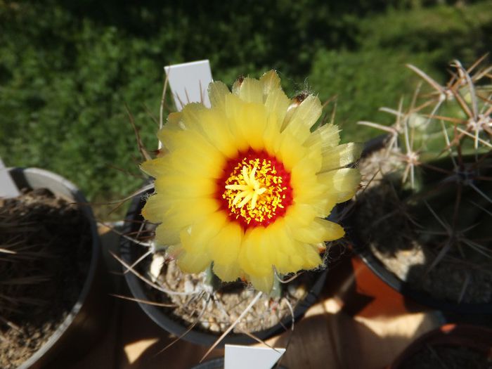 Astrophytum capricorne - cactusi infloriti 2013