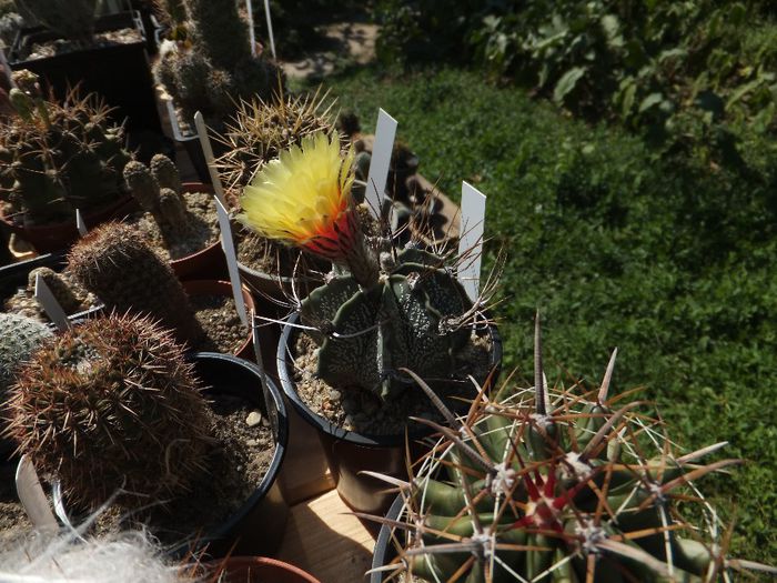 Astrophytum capricorne - cactusi infloriti 2013