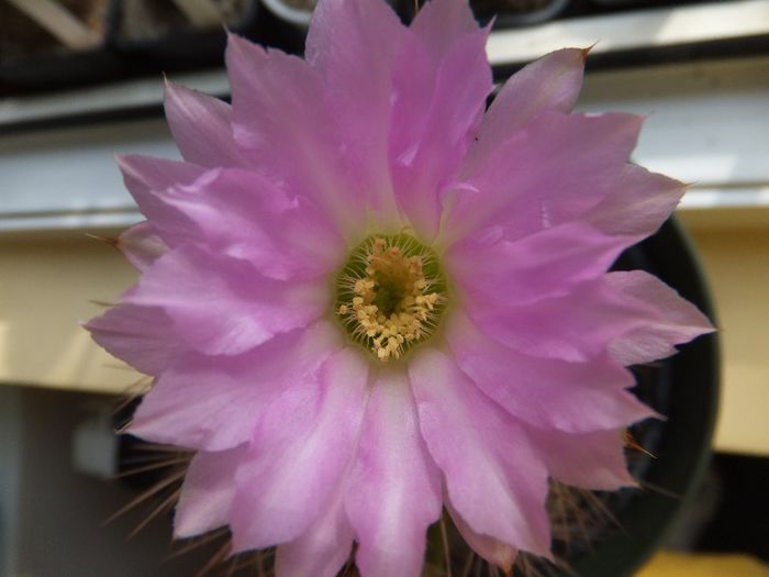 Acanthocalycium - cactusi infloriti 2013