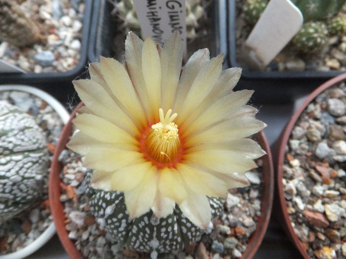 Astrophytum asterias cv.superkabuto - cactusi infloriti 2013