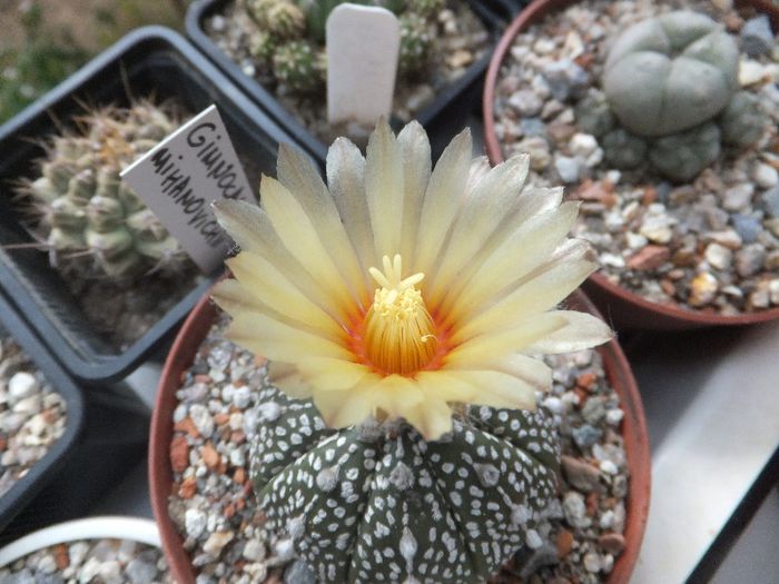 Astrophytum asterias cv.superkabuto - cactusi infloriti 2013