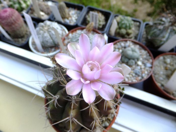 Gymnocalycium