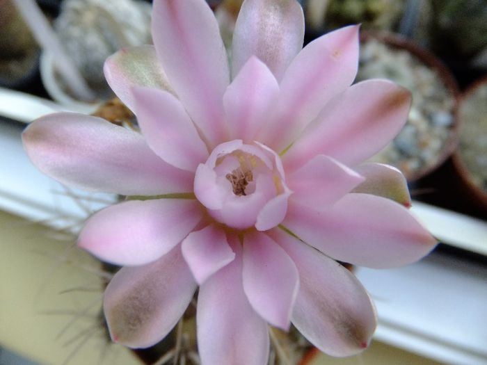 Gymnocalycium floare - cactusi infloriti 2013