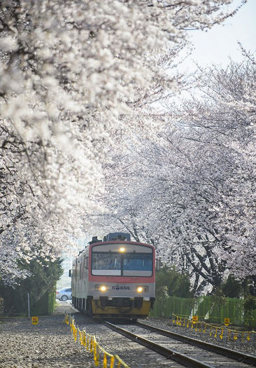 72117_504088576322482_1483553744_n - Jinhae