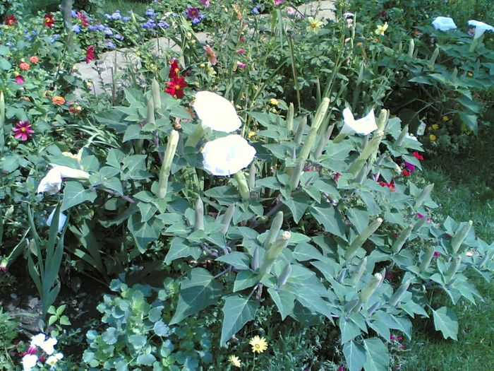 11082007(001) - Datura Meteloides